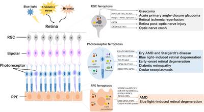 Targeting ferroptosis: a novel therapeutic strategy for the treatment of retinal diseases